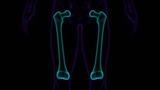 人体骨骼解剖股骨骨3D渲染图片下载
