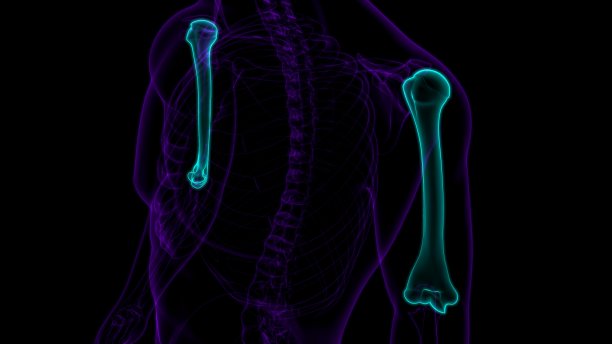 人体骨骼解剖肱骨3D渲染图片下载