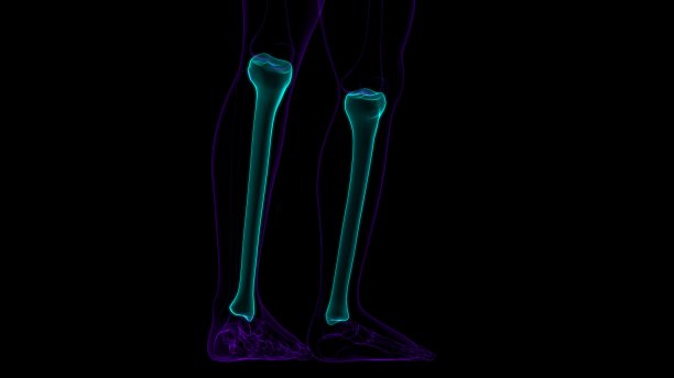 人体骨骼解剖胫骨骨3D渲染图片下载