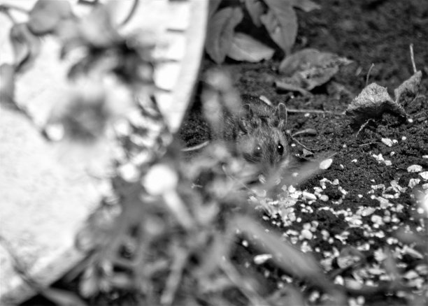 老鼠躲在树丛里吃鸟食，灰色的鳞片，老鼠躲在树丛里，小动物啮齿动物，可爱，棕色，眼睛，伪装，可爱，友好，花园动物，家养近，宏观，耳朵图片下载