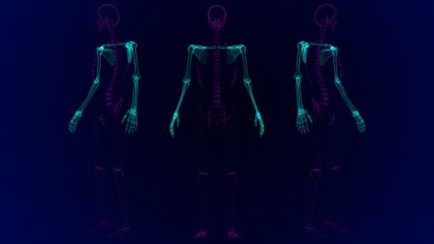人体骨骼上肢解剖3D图片下载
