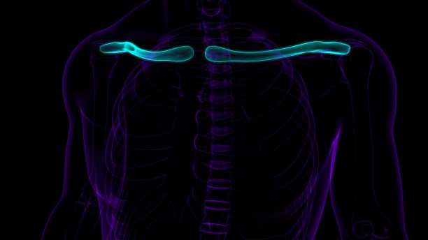 人类骨骼解剖锁骨3D渲染图片下载