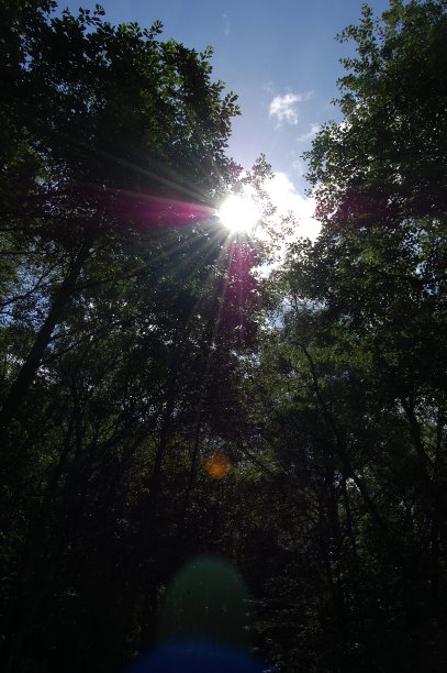 阳光穿过树梢，形成了阳光。图片下载