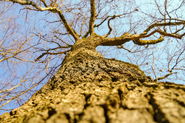 阳光照在老树冠上。自然背景图片下载