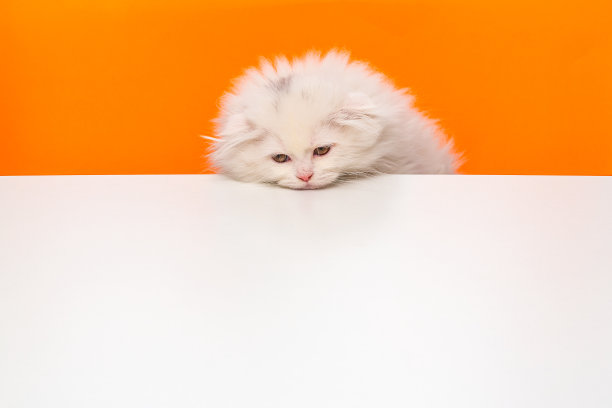 苏格兰折叠长毛白猫向上移动图片下载