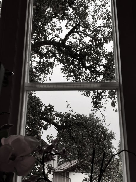 雨中梨树窗外的景色图片下载