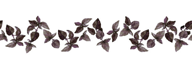 紫色罗勒叶和小枝的无缝边缘，孤立在白色上。水彩插图。图片下载