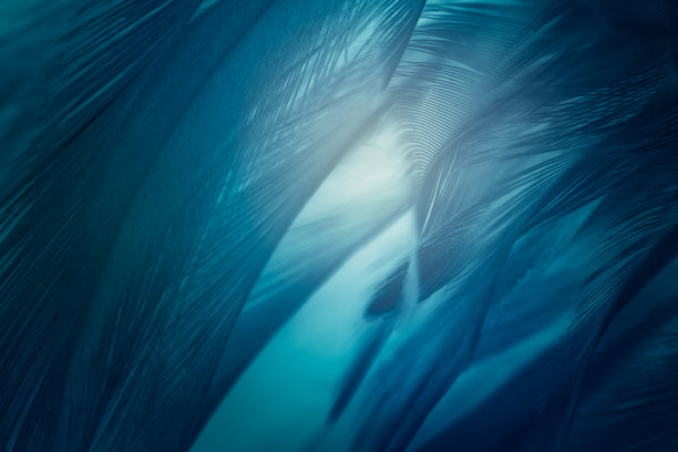 深蓝绿色羽毛纹理图案背景与灯光图片下载