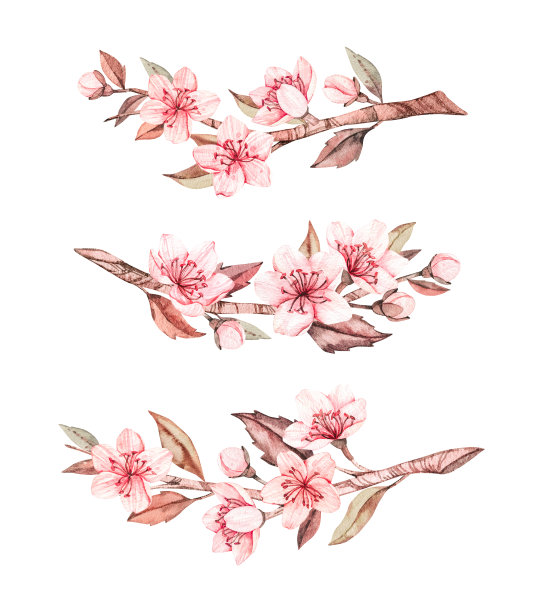 春天的水彩插图。樱花盛开。樱桃。植物分枝，有粉红色的花和叶。花花的元素。完美的婚礼邀请函，卡片，印刷品，海报，包装图片下载