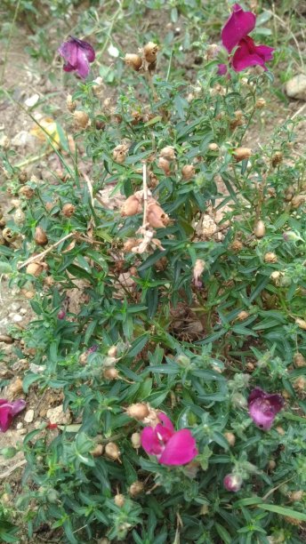 从大自然中开出粉红色的花朵图片下载