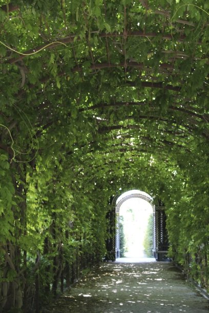 一条满是玫瑰花的小路图片下载