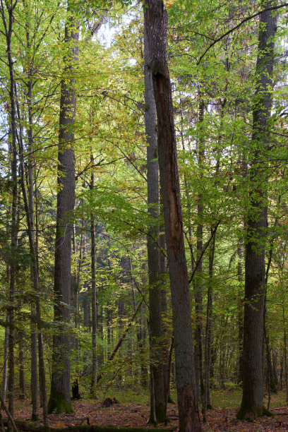 落叶树种有角树和橡树图片下载