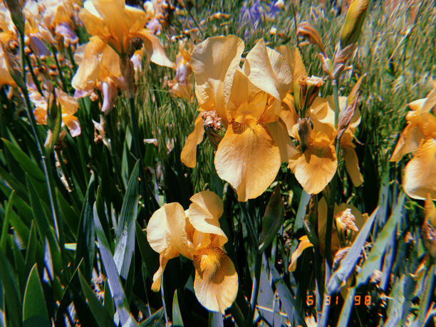 黄色的花图片下载