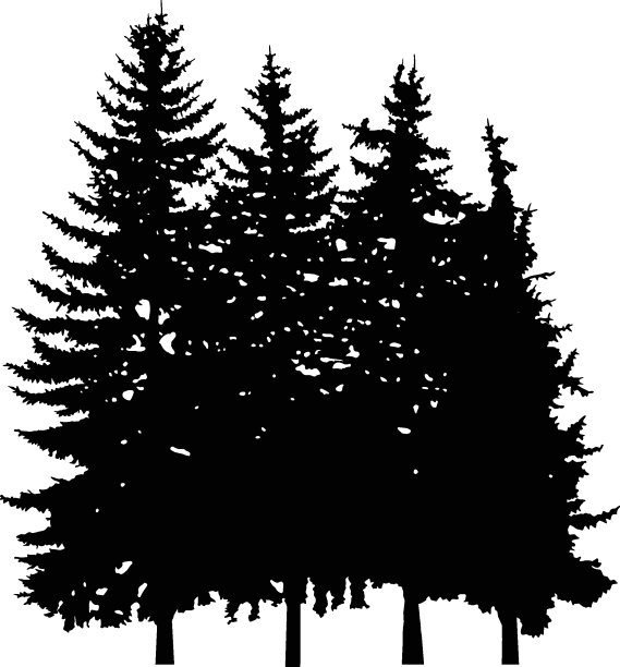 四棵松树的剪影。图片下载