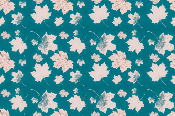 秋天的枫叶图片下载