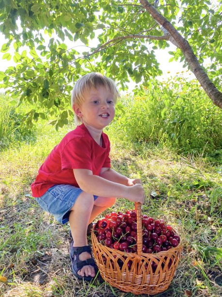 那个金发、皮肤白皙的孩子，在花园里提着一个大篮子，里面装着熟了的红樱桃。图片下载
