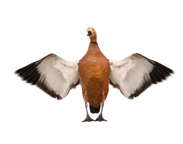 展开翅膀孤立在白色背景上的雄性ogar图片下载