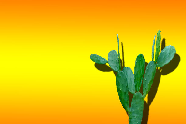 在橙黄色渐变背景下分离的绿色多肉仙人掌的强光。图片下载