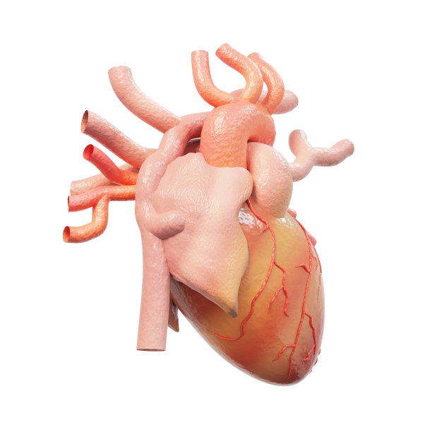 心脏解剖真实的人类孤立在白色的背景。解剖上心脏有静脉系统。剪切部分。3 d渲染。图片下载