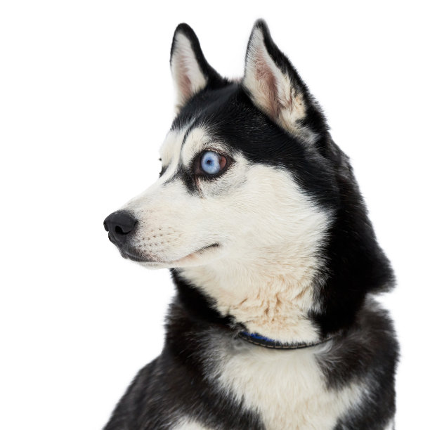 滑稽的沙哑的脸和惊讶的大眼睛，孤立图片下载