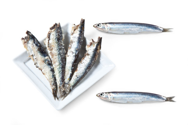 凤尾鱼-“凤尾鱼”地中海鱼-雄性凤尾鱼图片下载