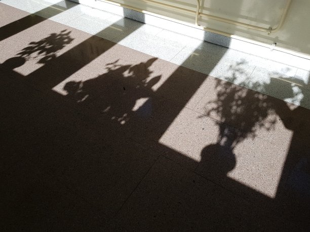 花盆里植物的影子图片下载