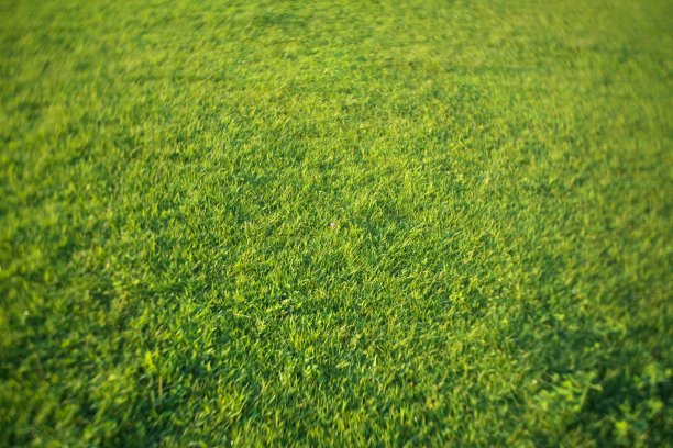 单株红三叶草或红三叶草图片下载