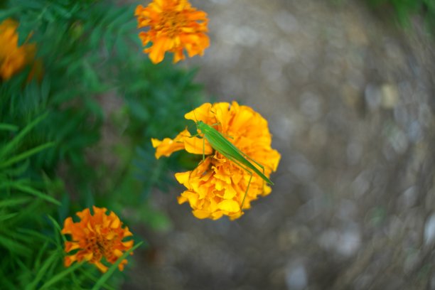 一朵金盏花上的蚱蜢图片下载