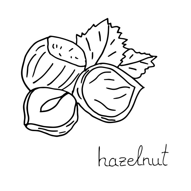 手绘榛子。带有字母的矢量孤立元素。轮廓草图图片下载