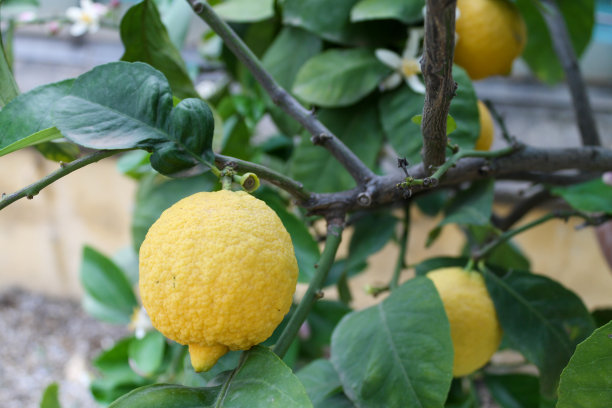 近距离观察挂在花园里树上的柠檬。有机食品。图片下载
