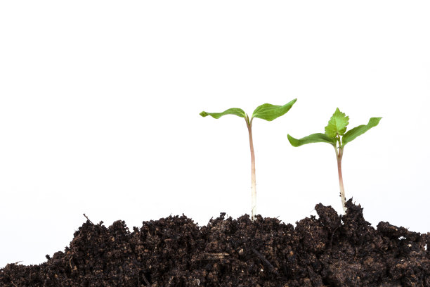 在土壤中分离的幼苗图片下载