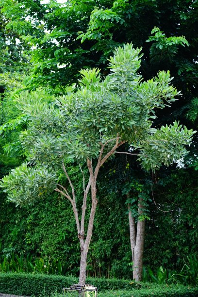 花园里美丽的树木和叶子图片下载