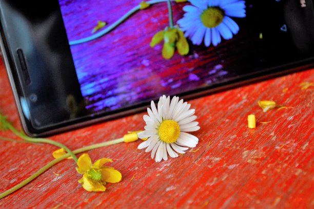 洋甘菊花和智能手机在一个红色的木制背景图片下载