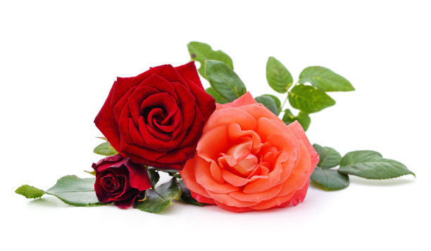 束玫瑰花。图片下载