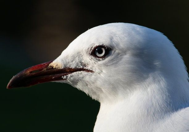 一个晴朗的春天下午，悉尼公园里的海鸥在飞翔图片下载