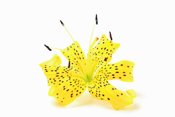 老虎百合在白色背景的特写。隔离图片下载
