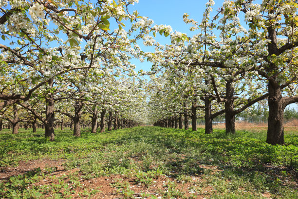 梨树在春天开花图片下载