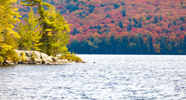 落在加拿大图片下载