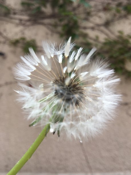 贝克的花图片下载