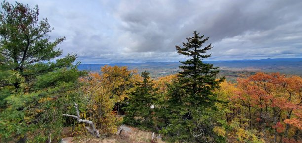 落在山上的树图片下载