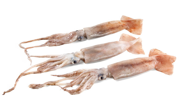 会飞的鱿鱼图片下载