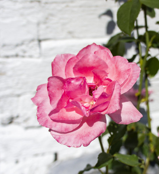 粉红色的灌木凑近了图片下载