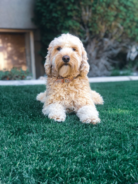 金色的嘟嘟的狗图片下载