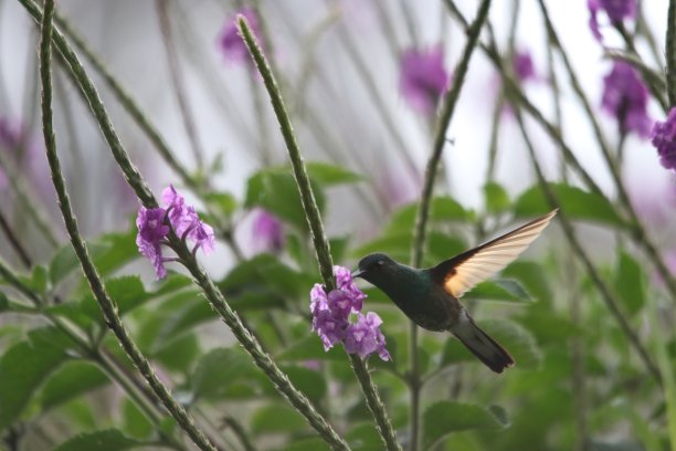 小蜂鸟正在从紫色的花朵上采集花蜜图片下载