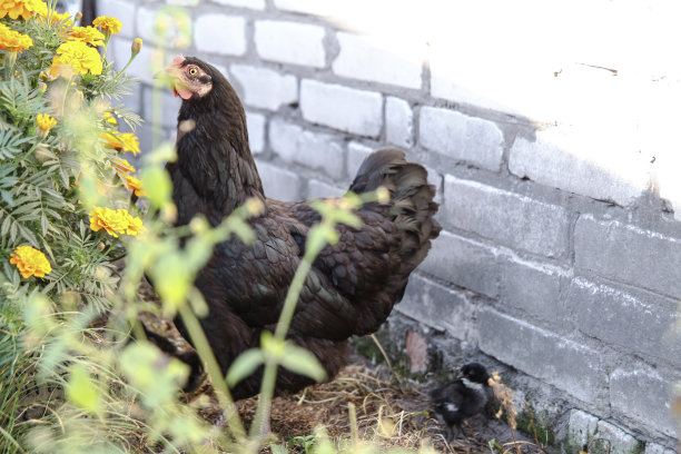 在乡村的自然中散步的鸡。在花丛和灌木丛中，农场动物。设计素材照片图片下载