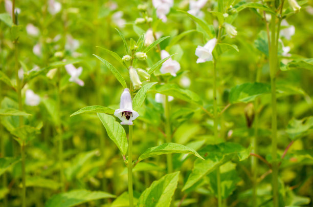 芝麻地里有蜜蜂图片下载