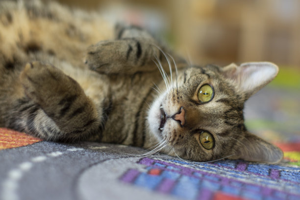 家虎猫躺在地毯上，眼神接触图片下载