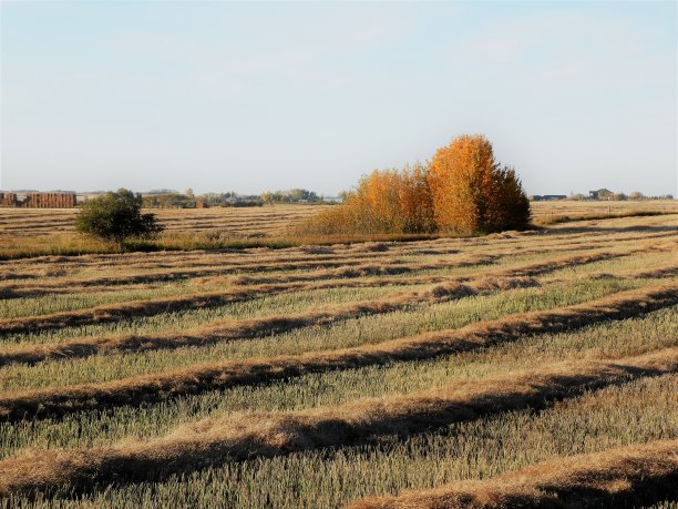 在收获期间，田里的作物被收割并准备联合图片下载