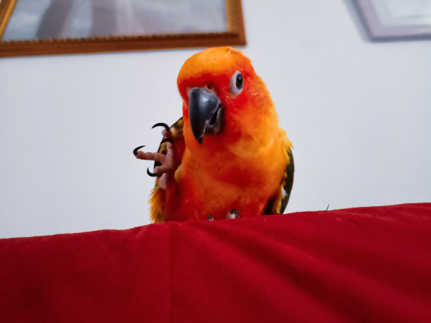 太阳锥尾鹦哥你好图片下载