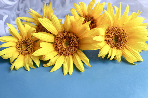 蓝色背景上的黄色向日葵图片下载
